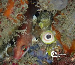 Ctenolabrus rupestris