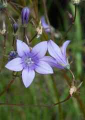 Wahlenbergia krebsii