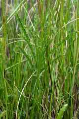 Wahlenbergia krebsii