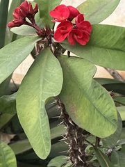 Rhododendron arboreum