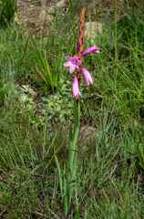 Watsonia lepida