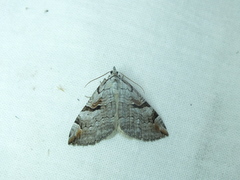 Aplocera praeformata