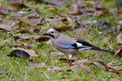 Garrulus glandarius