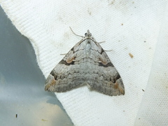 Aplocera praeformata