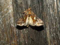 Autographa excelsa