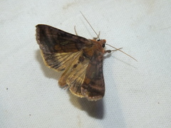 Autographa excelsa