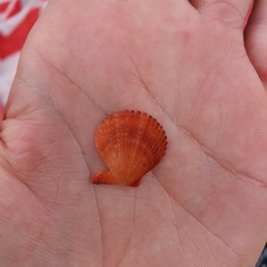 Mimachlamys asperrima