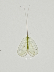 Apochrysa matsumurae