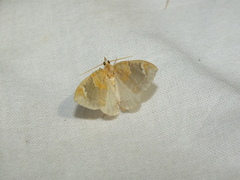Eulithis pyropata