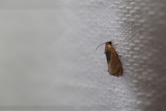 Cryptophlebia ombrodelta