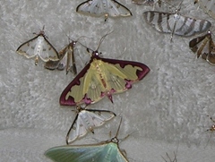 Cadarena pudoraria
