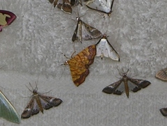 Cryptosara caritalis