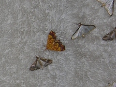 Cryptosara caritalis