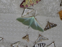 Stemorrhages sericea