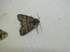 Brachylomia viminalis