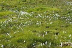 Eriophorum