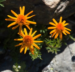 Jacobaea abrotanifolia