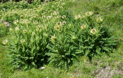 Cirsium spinosissimum