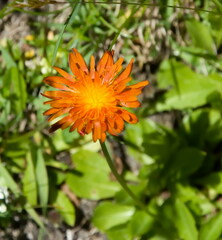 Crepis aurea