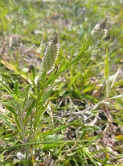 Polygala timoutoides