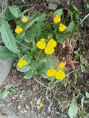 Calceolaria biflora