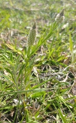 Polygala timoutoides