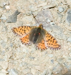Boloria