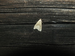Hypenodes humidalis