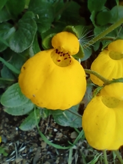 Calceolaria biflora