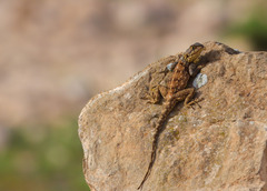 Agama bibronii