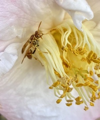 Mischocyttarus mexicanus cubicola