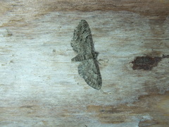 Eupithecia vulgata
