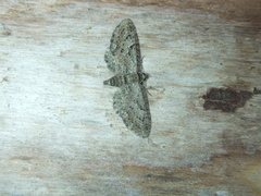 Eupithecia vulgata