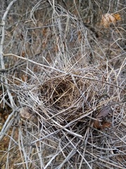 Turdus pilaris