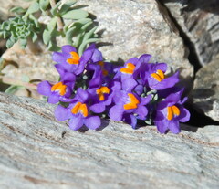 Linaria alpina