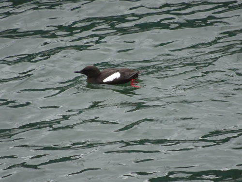 Arao aliblanco (Cepphus grylle)