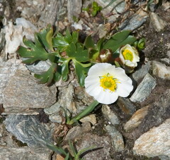Ranunculus glacialis