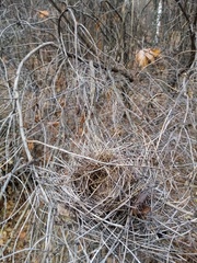 Turdus pilaris