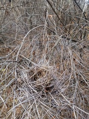 Turdus pilaris