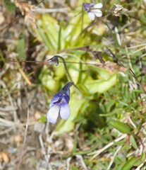Pinguicula leptoceras