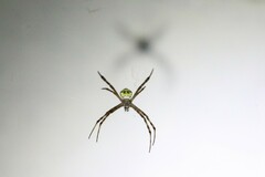 Argiope versicolor
