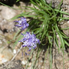 Phyteuma hemisphaericum