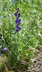 Aconitum napellus
