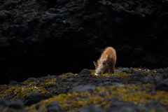 Vulpes vulpes schrencki