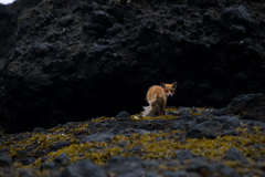 Vulpes vulpes schrencki