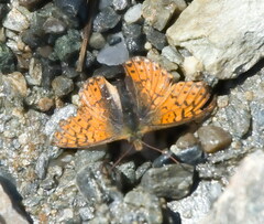Boloria