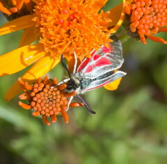 Zygaena exulans