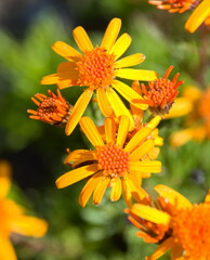 Jacobaea abrotanifolia
