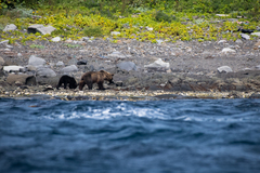 Ursus arctos lasiotus