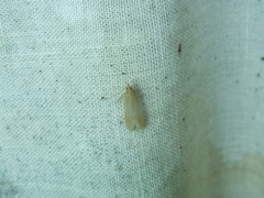 Helcystogramma rufescens